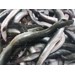 2,5 kilo verse Ierse schier paling (wildvang) Diepvries